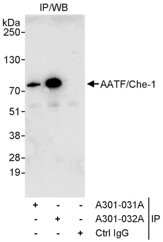 AATF/Che-1 Antibody in Immunoprecipitation (IP)