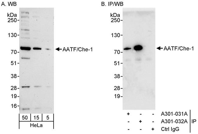 AATF/Che-1 Antibody in Western Blot (WB)