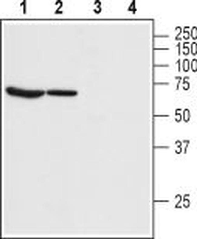 Bestrophin-1 (extracellular) Antibody in Western Blot (WB)