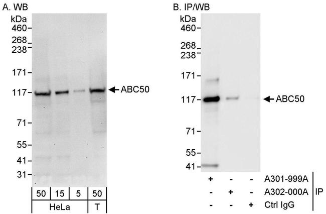 ABC50 Antibody in Western Blot (WB)