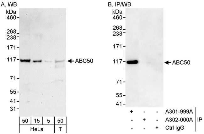 ABC50 Antibody in Western Blot (WB)