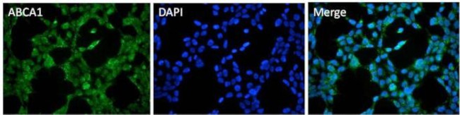 ABCA1 Antibody in Immunocytochemistry (ICC/IF)