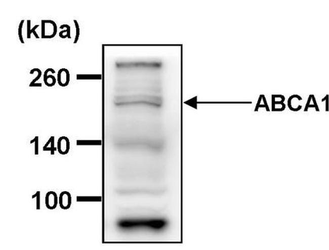 ABCA1 Antibody in Western Blot (WB)