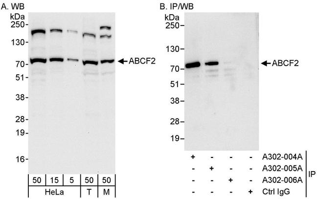 ABCF2 Antibody in Western Blot (WB)