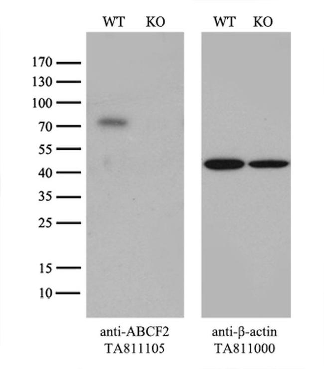 ABCF2 Antibody in Western Blot (WB)