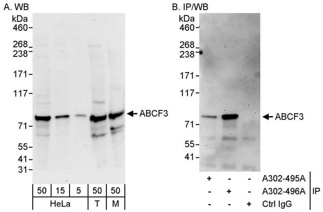 ABCF3 Antibody in Western Blot (WB)