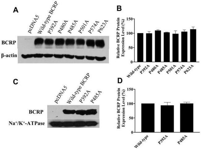 CD338 (ABCG2) Antibody in Western Blot (WB)