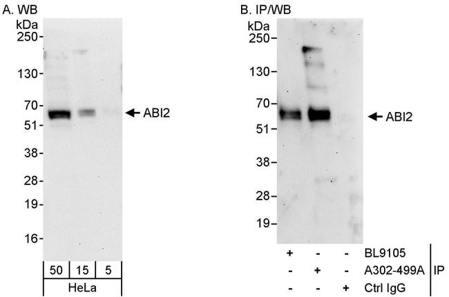 ABI2 Antibody in Western Blot (WB)