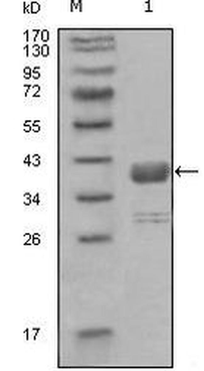 c-Abl Antibody in Western Blot (WB)