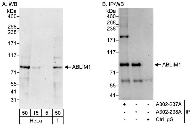 ABLIM1 Antibody in Western Blot (WB)