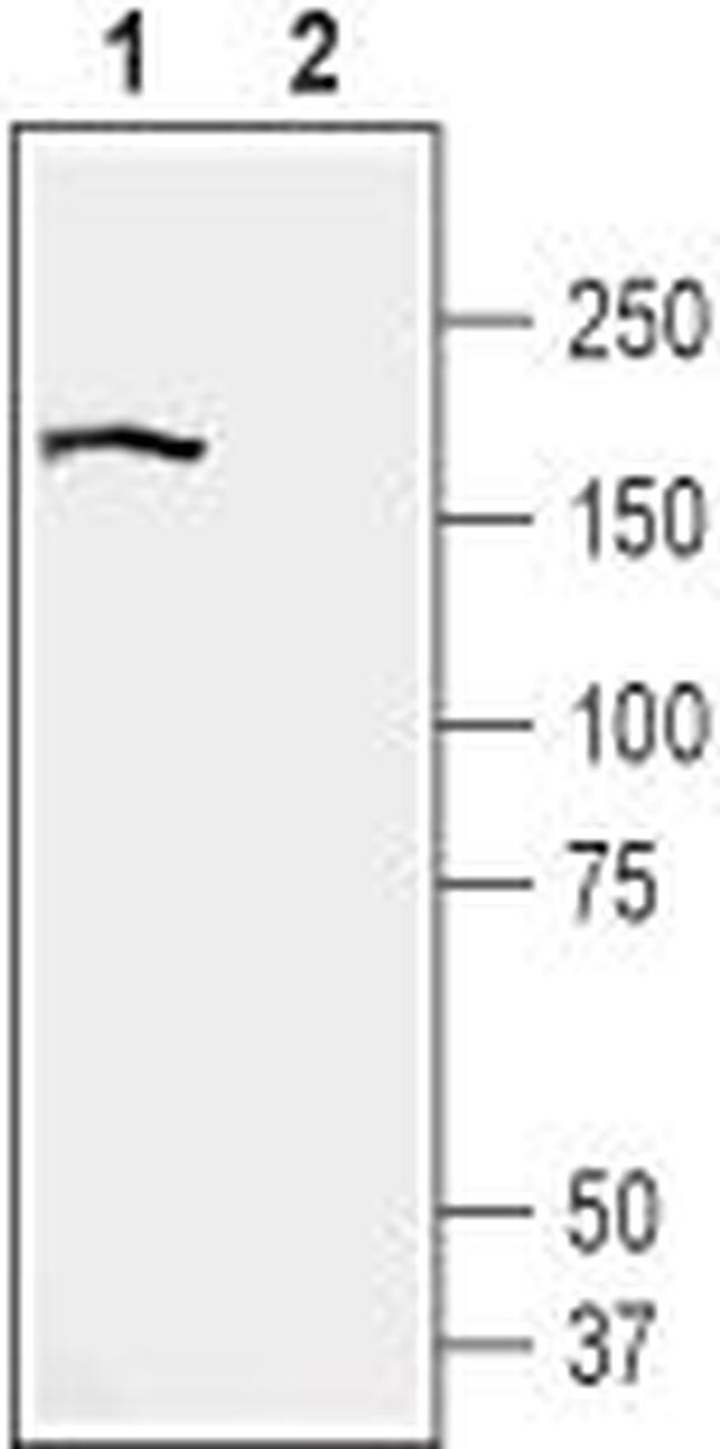 BAI2 (extracellular) Antibody in Western Blot (WB)