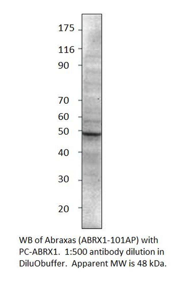 CCDC98 Antibody in Western Blot (WB)