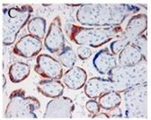 PAPPA Antibody in Immunohistochemistry (Paraffin) (IHC (P))