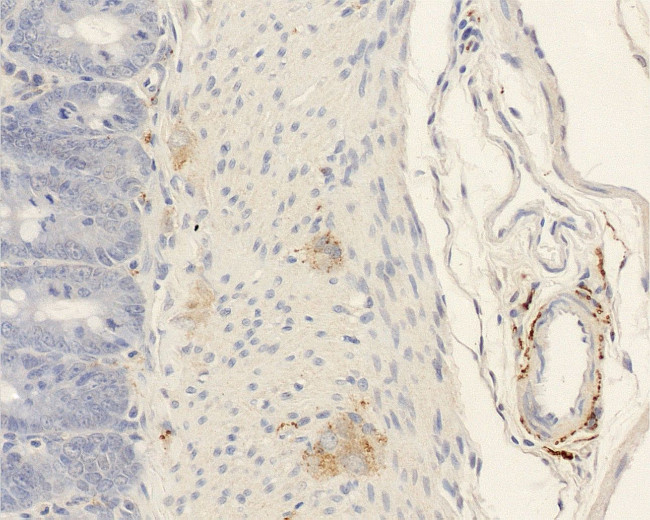 CGRP Antibody in Immunohistochemistry (Paraffin) (IHC (P))