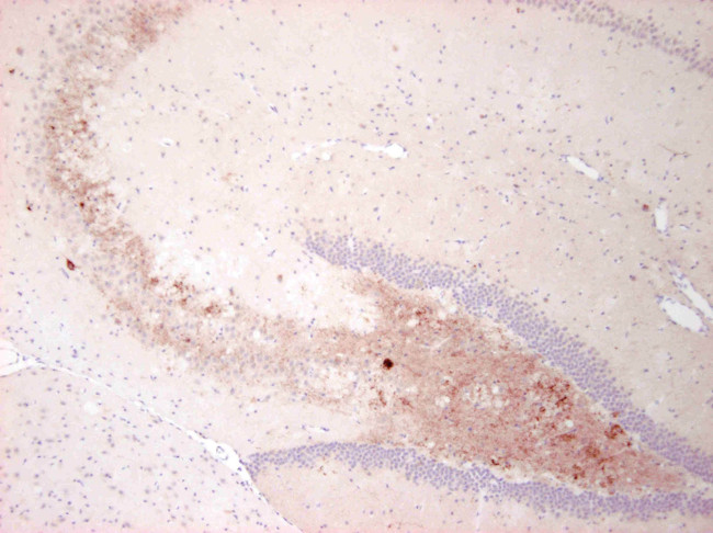 NPY Antibody in Immunohistochemistry (Paraffin) (IHC (P))