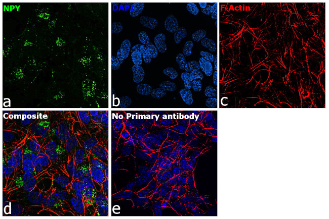 NPY Antibody in Immunocytochemistry (ICC/IF)