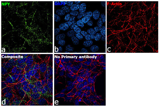 NPY Antibody in Immunocytochemistry (ICC/IF)