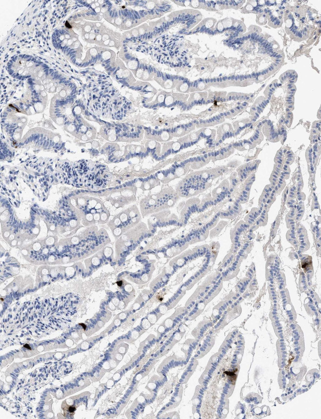 PYY Antibody in Immunohistochemistry (Paraffin) (IHC (P))