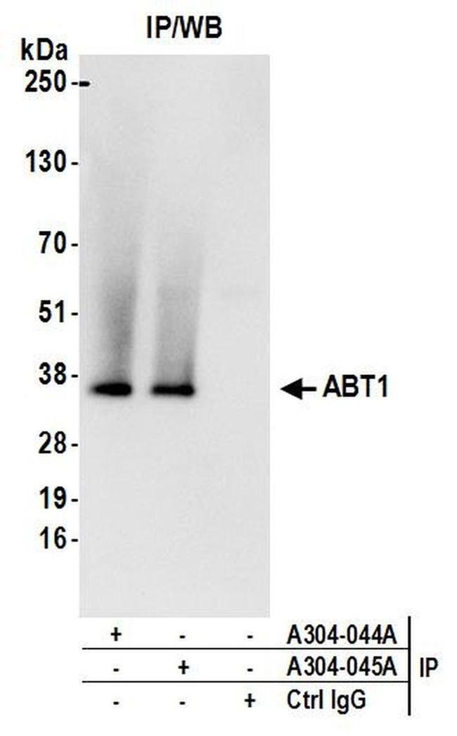 ABT1 Antibody in Western Blot (WB)