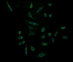 ACAA2 Antibody in Immunocytochemistry (ICC/IF)