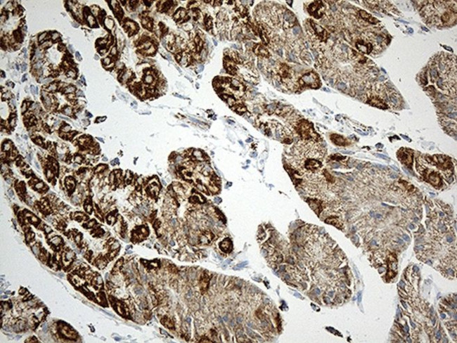 ACADM Antibody in Immunohistochemistry (Paraffin) (IHC (P))