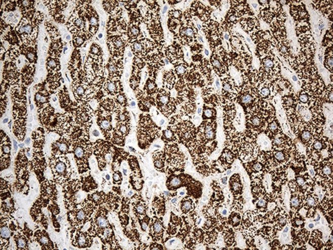 ACADM Antibody in Immunohistochemistry (Paraffin) (IHC (P))