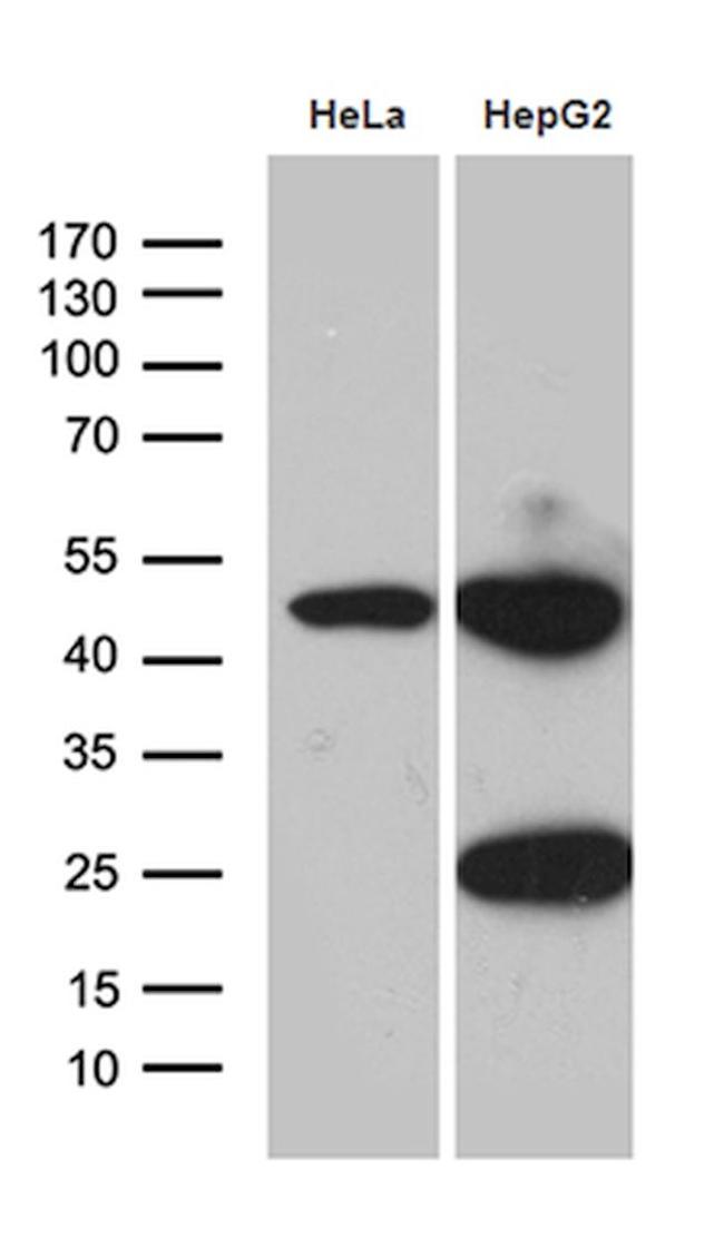 ACADM Antibody in Western Blot (WB)