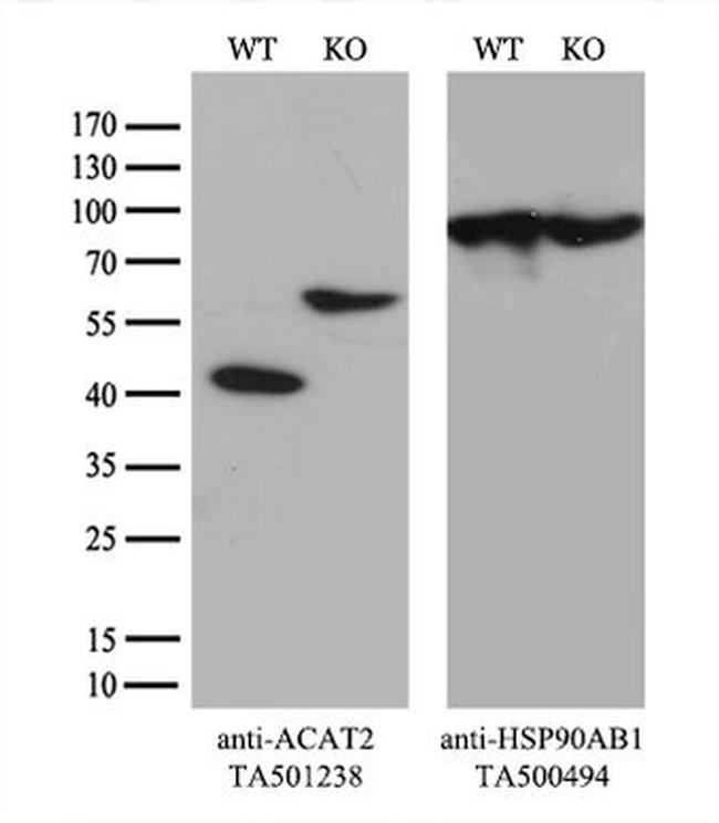 ACAT2 Antibody in Western Blot (WB)