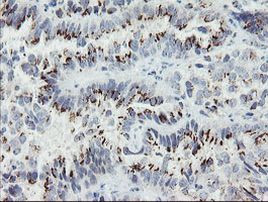 ACBD3 Antibody in Immunohistochemistry (Paraffin) (IHC (P))