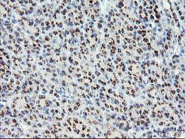 ACBD3 Antibody in Immunohistochemistry (Paraffin) (IHC (P))