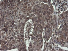 ACBD3 Antibody in Immunohistochemistry (Paraffin) (IHC (P))