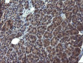 ACBD3 Antibody in Immunohistochemistry (Paraffin) (IHC (P))