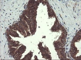 ACBD3 Antibody in Immunohistochemistry (Paraffin) (IHC (P))