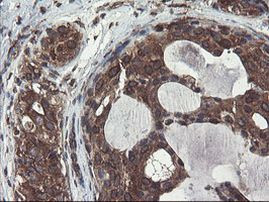 ACBD3 Antibody in Immunohistochemistry (Paraffin) (IHC (P))