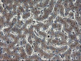 ACBD3 Antibody in Immunohistochemistry (Paraffin) (IHC (P))