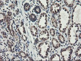 ACBD3 Antibody in Immunohistochemistry (Paraffin) (IHC (P))