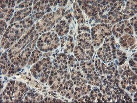 ACBD3 Antibody in Immunohistochemistry (Paraffin) (IHC (P))