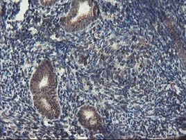 ACBD3 Antibody in Immunohistochemistry (Paraffin) (IHC (P))