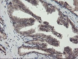 ACBD3 Antibody in Immunohistochemistry (Paraffin) (IHC (P))