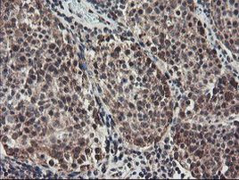 ACBD3 Antibody in Immunohistochemistry (Paraffin) (IHC (P))