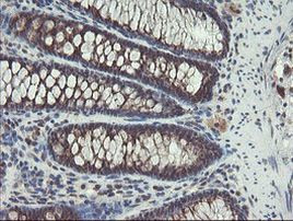 ACBD3 Antibody in Immunohistochemistry (Paraffin) (IHC (P))