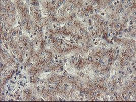 ACBD3 Antibody in Immunohistochemistry (Paraffin) (IHC (P))