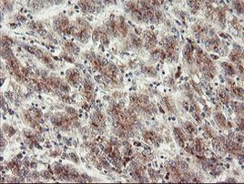 ACBD3 Antibody in Immunohistochemistry (Paraffin) (IHC (P))