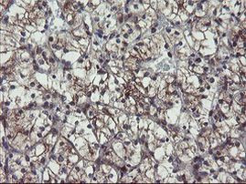 ACBD3 Antibody in Immunohistochemistry (Paraffin) (IHC (P))