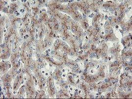 ACBD3 Antibody in Immunohistochemistry (Paraffin) (IHC (P))