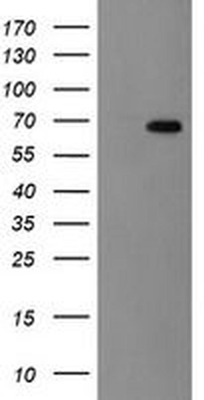 ACBD3 Antibody in Western Blot (WB)