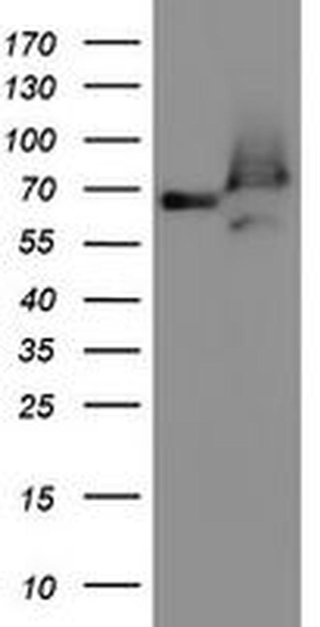 ACBD3 Antibody in Western Blot (WB)