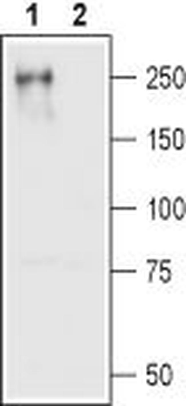 CaV1.2 (CACNA1C) Antibody in Western Blot (WB)