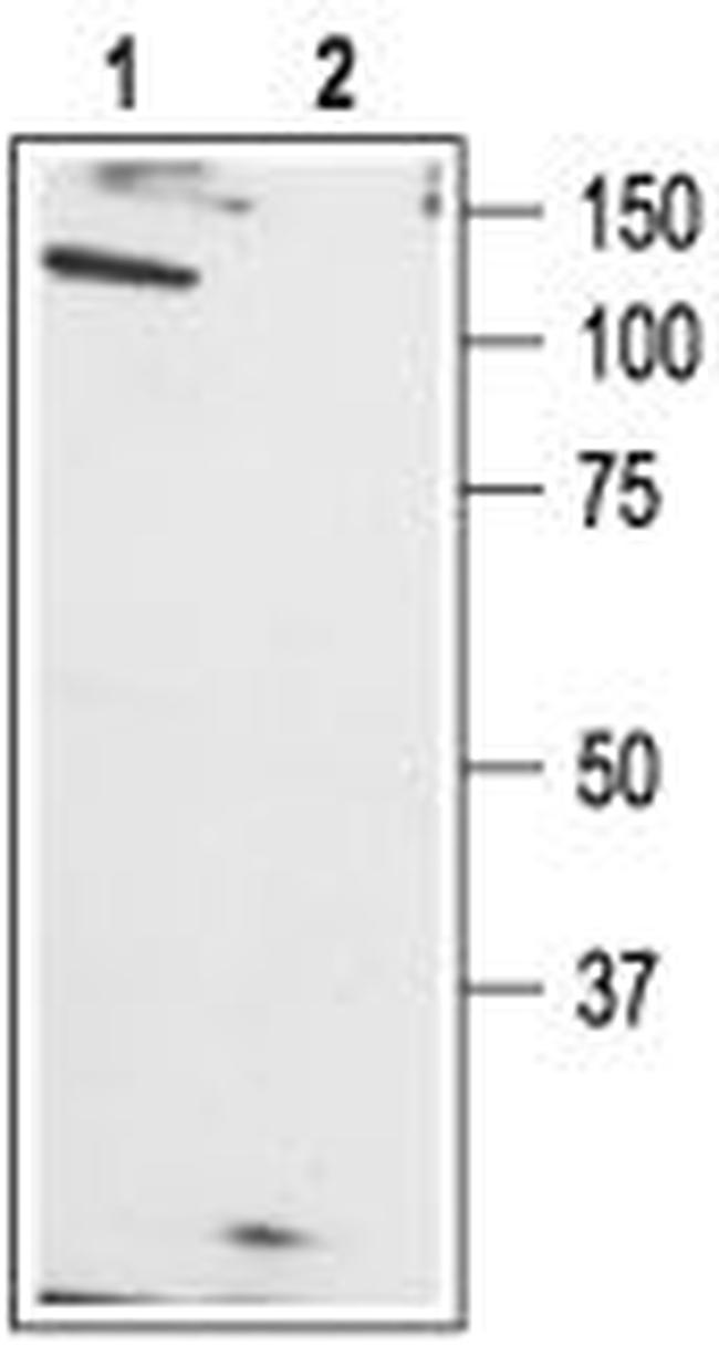 TRPC1 Antibody in Western Blot (WB)