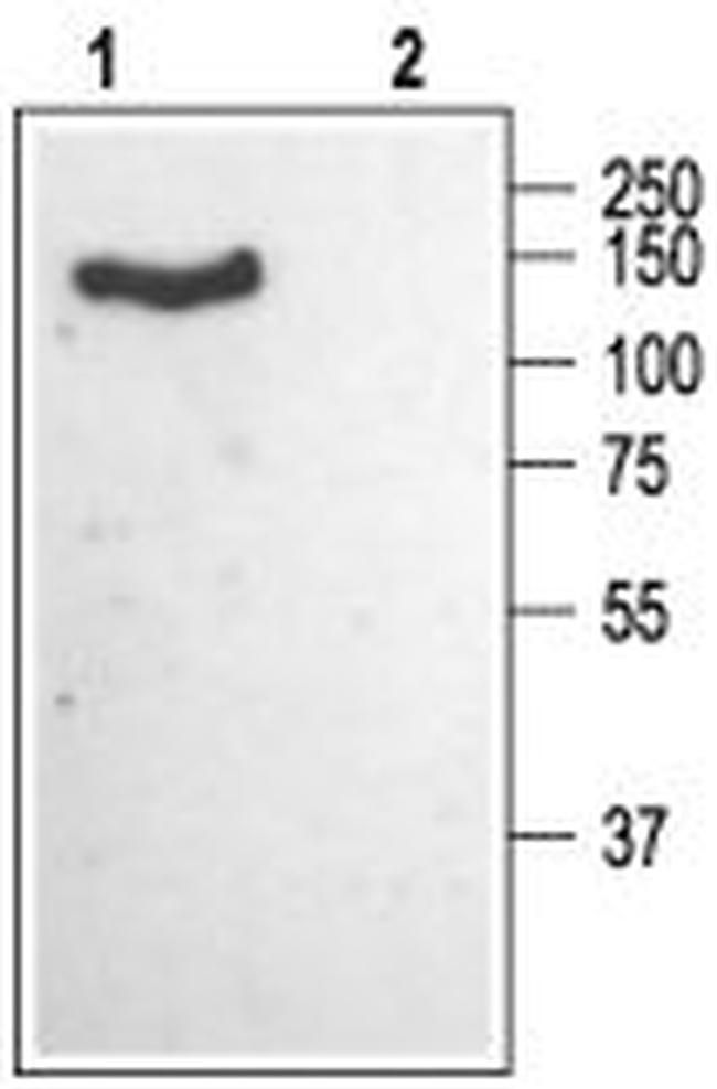 CACNA2D1 (CaV alpha 2 delta 1) (extracellular) Antibody in Western Blot (WB)